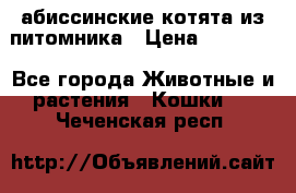 абиссинские котята из питомника › Цена ­ 15 000 - Все города Животные и растения » Кошки   . Чеченская респ.